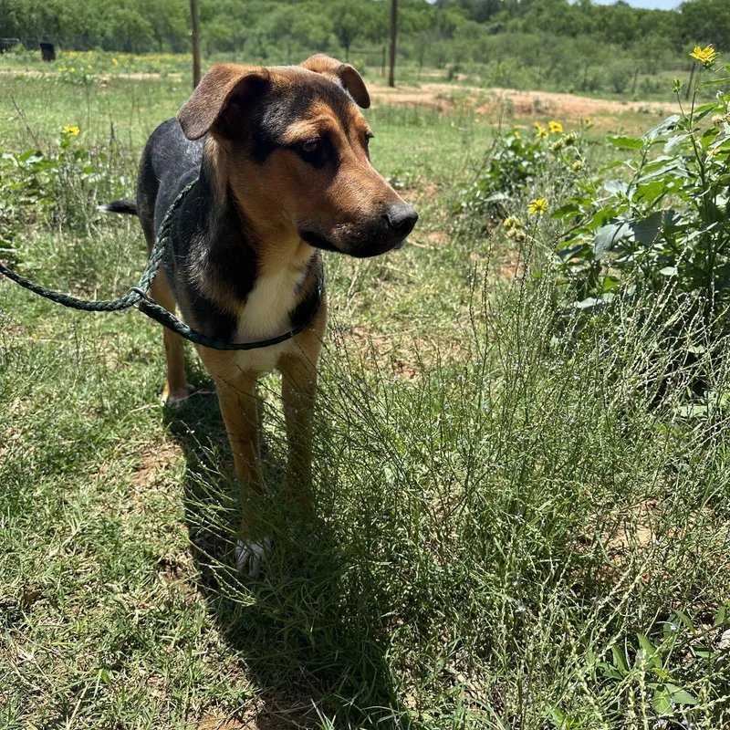 Woodstock thumbnail 4