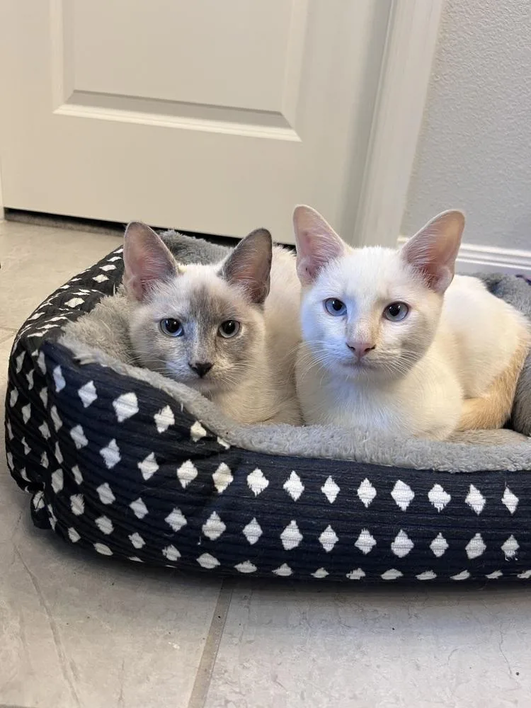 A baby small-sized male Siamese cat named Winslow for adoption in Dallas, TX