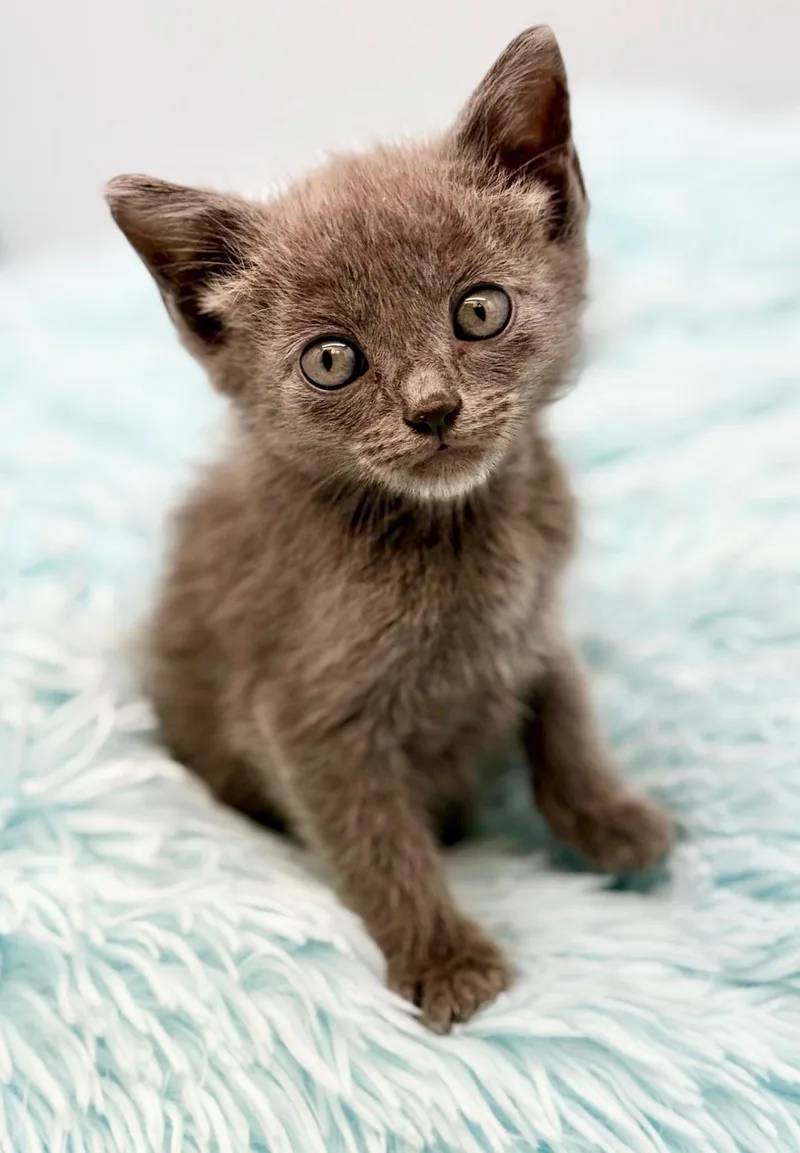 A baby medium-sized male Gray / Blue / Silver Russian Blue cat named Striker for adoption in Covington, LA