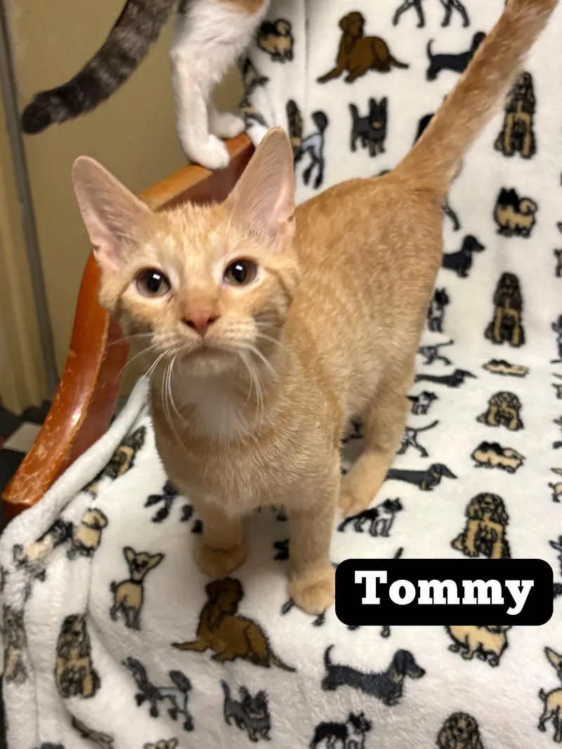 Tommy