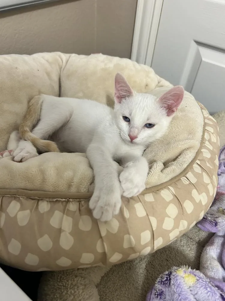 A baby small-sized male Siamese cat named Bush Hammer for adoption in Dallas, TX