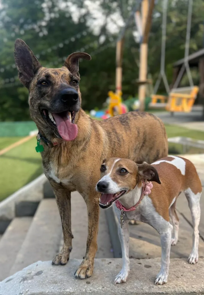 An adult medium-sized female Brindle Mixed Breed dog named Boba from Taiwan for adoption in Potomac, MD