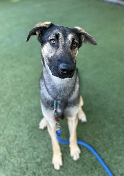 A young large-sized male German Shepherd Dog dog named Ninja Gaiden for adoption in Roseville, CA