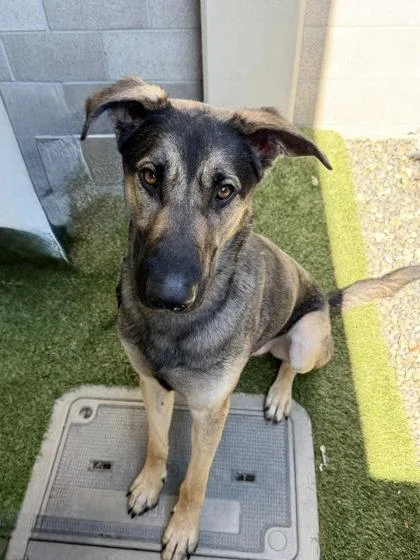 Ninja Gaiden thumbnail 2