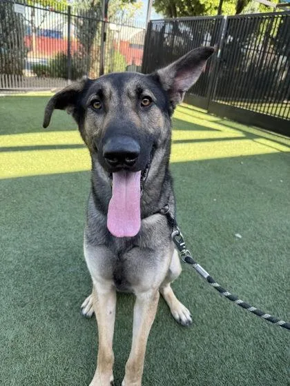 Ninja Gaiden thumbnail 3