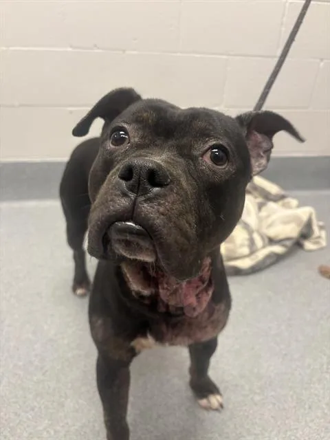 A young medium-sized male Pit Bull Terrier dog named Kenyon for adoption in Indianapolis, IN