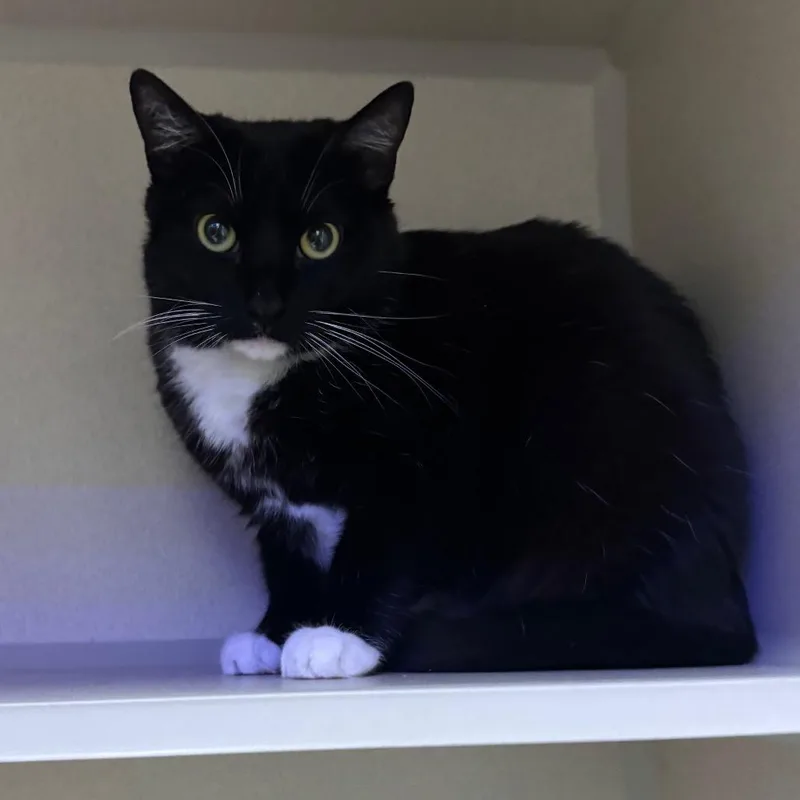 An adult large-sized female Black Domestic Short Hair cat named Babka for adoption in New York, NY