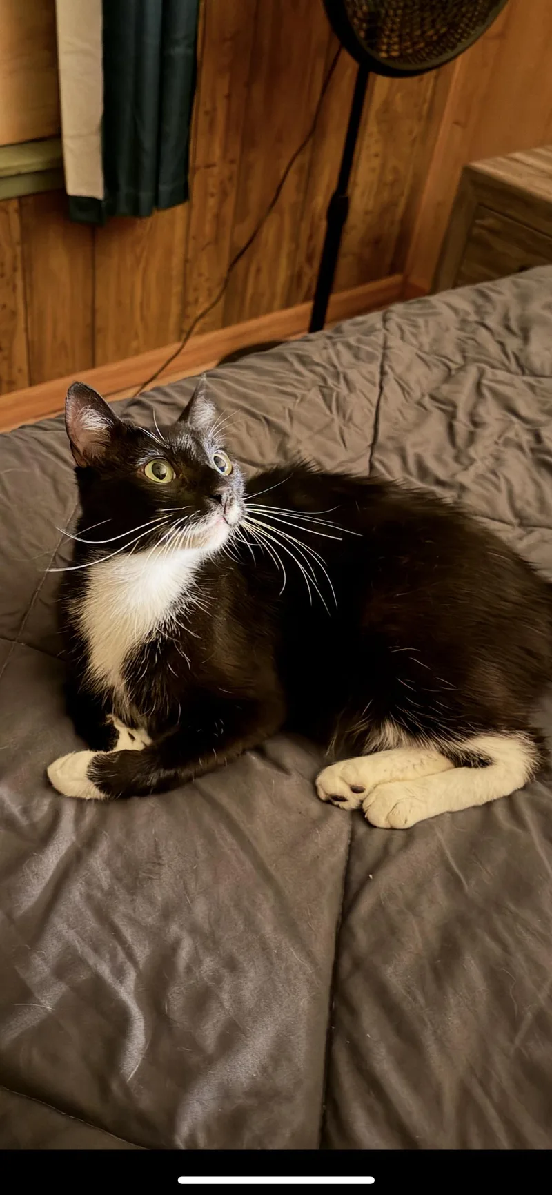 Mittens