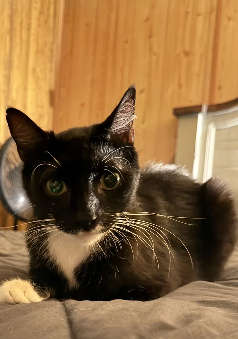 Mittens thumbnail 2