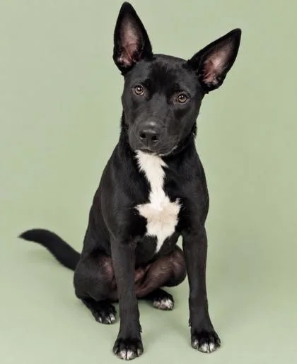 An adult medium-sized female Mixed Breed dog named Liberty for adoption in Gulfport, MS