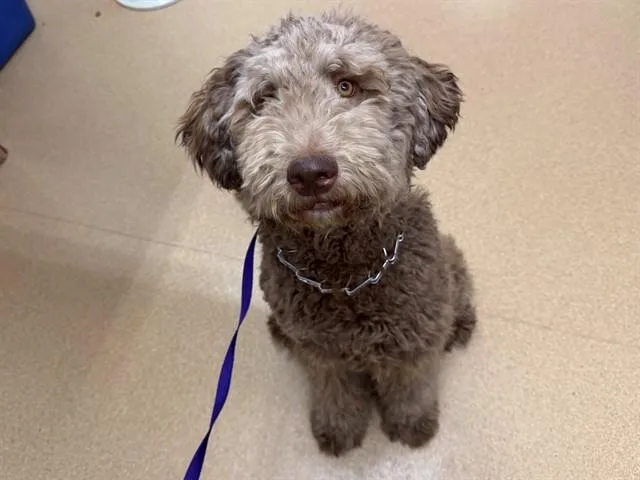 An adult large-sized male Standard Poodle dog named Jasper for adoption in San Clemente, CA