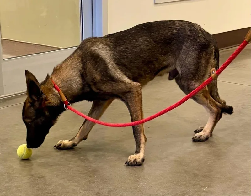 A young large-sized male Belgian Shepherd / Malinois dog named Thorne  Located in for adoption in Imlay City, MI