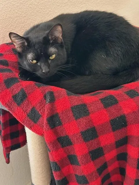An adult medium-sized male Black Bombay cat named Cosmo for adoption in Santa Cruz, CA