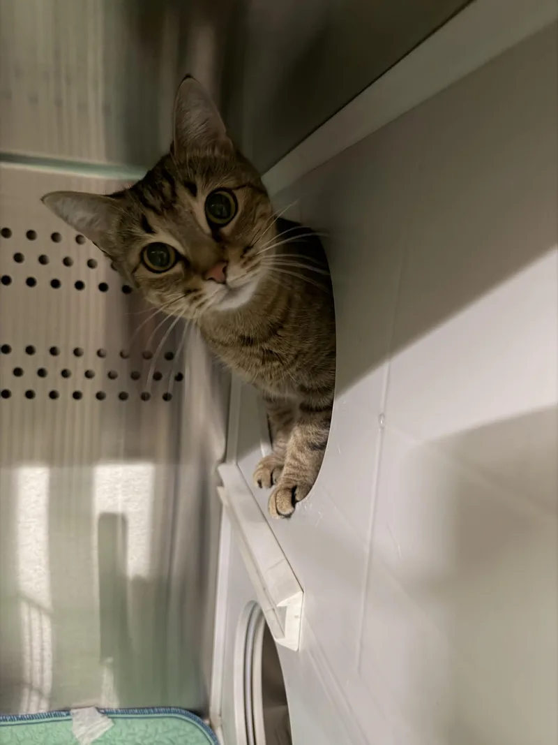 An adult small-sized female Tabby (Tiger Striped) Domestic Short Hair cat named Zola for adoption in West Haven, CT