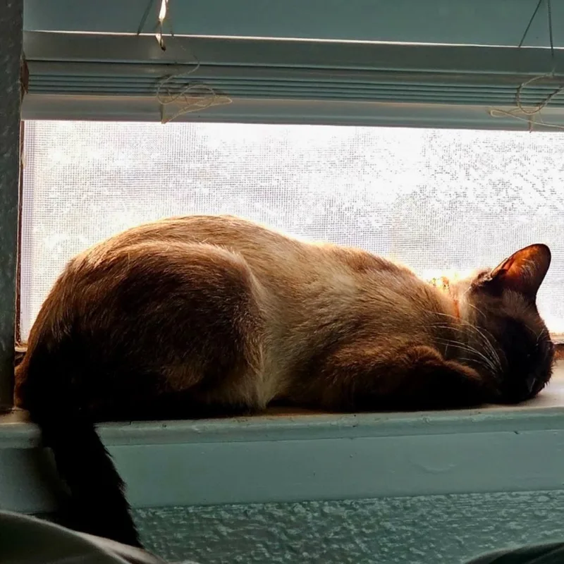 Lady Duchess thumbnail 2