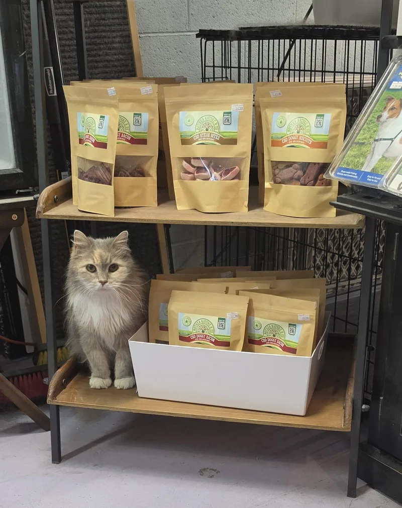 A young medium-sized female Domestic Long Hair cat named Nermal for adoption in Hollywood, MD