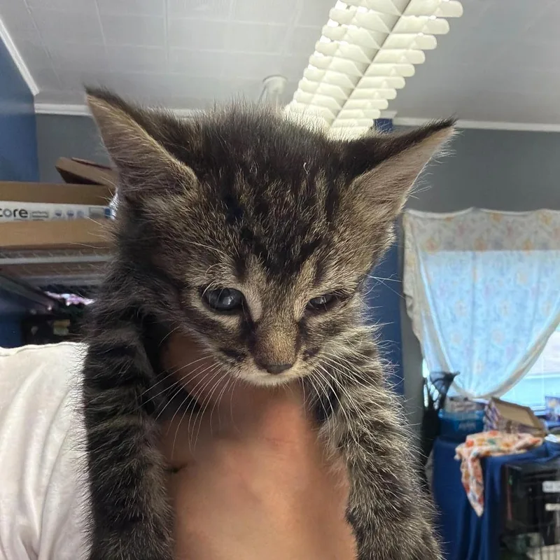 A baby small-sized female Black Domestic Medium Hair cat named Daphne for adoption in Oak Hill, WV