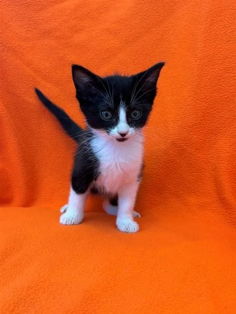 A baby medium-sized female Domestic Short Hair cat named Blossom for adoption in Forney, TX
