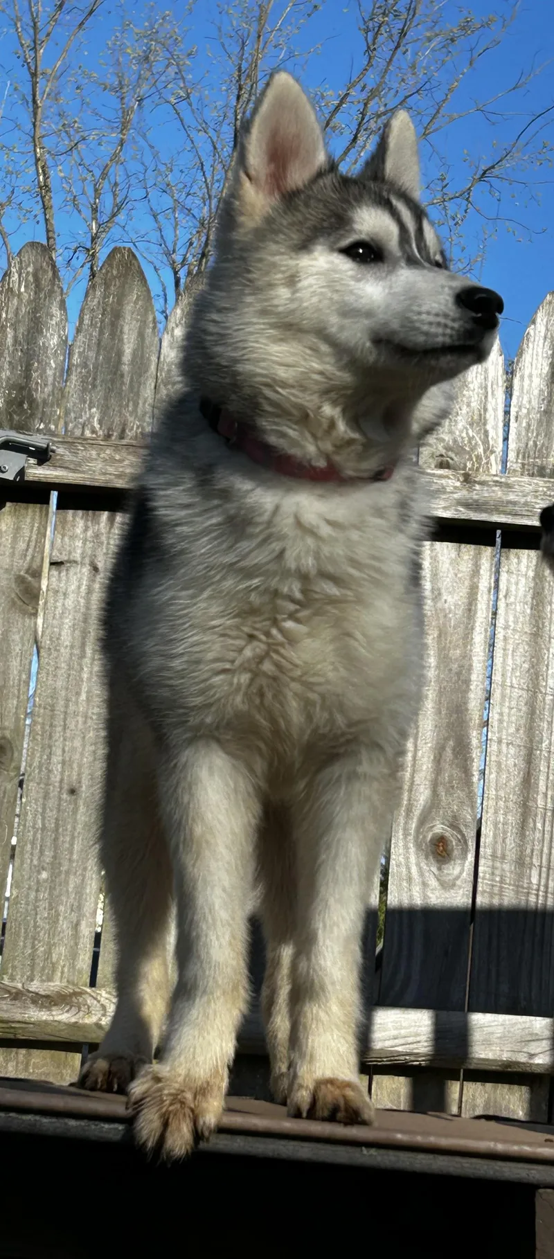 A young medium-sized female Husky dog named Winter for adoption in Lafayette Hill, PA