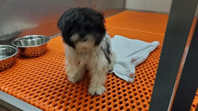 A young small-sized female Lhasa Apso dog named Sable for adoption in Aurora, IL
