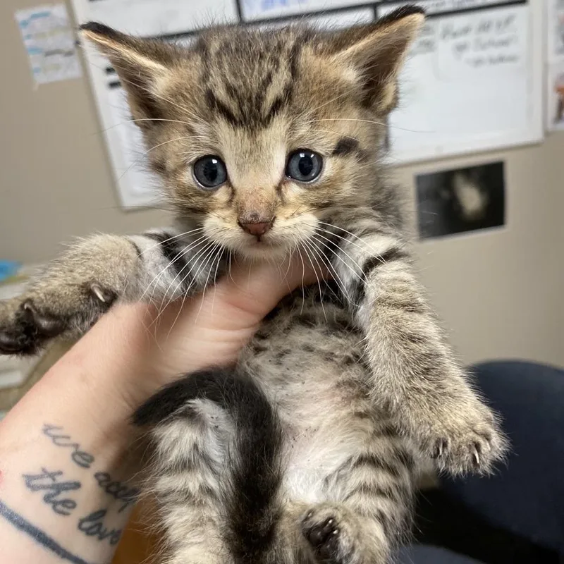 A baby small-sized female Brown / Chocolate Domestic Long Hair cat named Kiara for adoption in Norfolk, NE