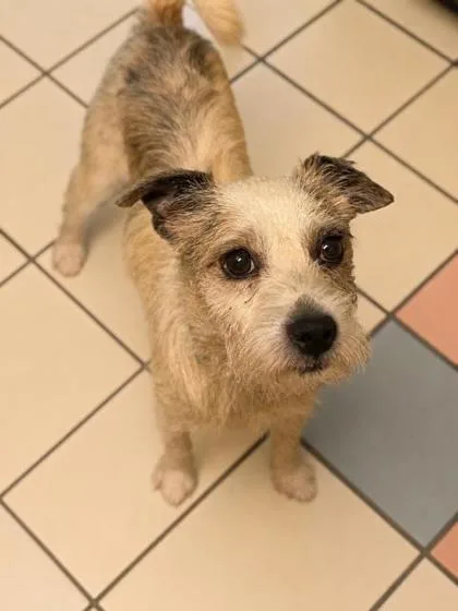 An adult small-sized male Terrier dog named Banjo for adoption in Malvern, PA