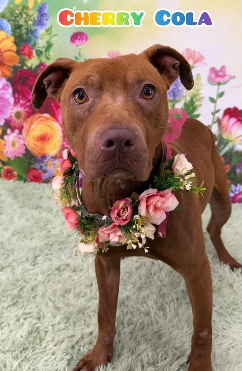 An adult medium-sized female Brown / Chocolate Mixed Breed dog named Cherry Cola for adoption in Flint, MI