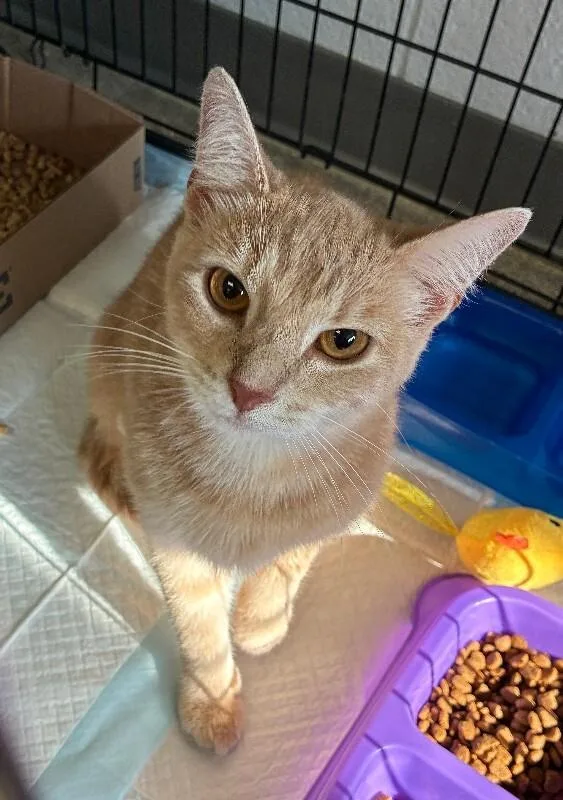 An adult large-sized female Cream / Ivory Domestic Short Hair cat named Pikachu for adoption in Cincinnati, OH