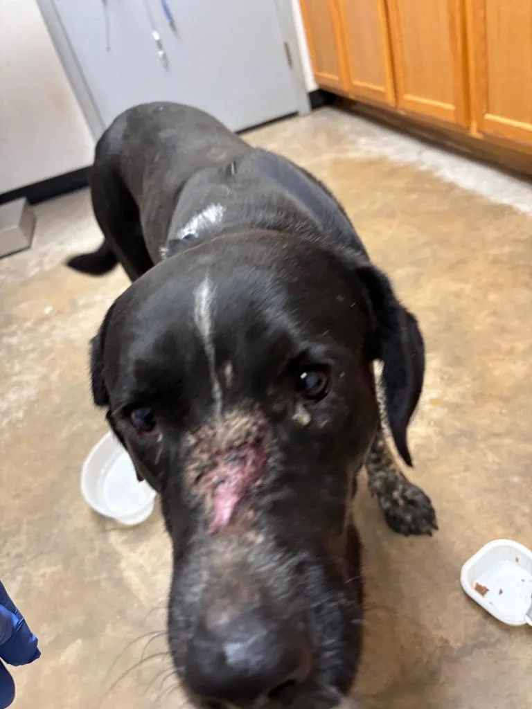 Snoop Dog thumbnail 3