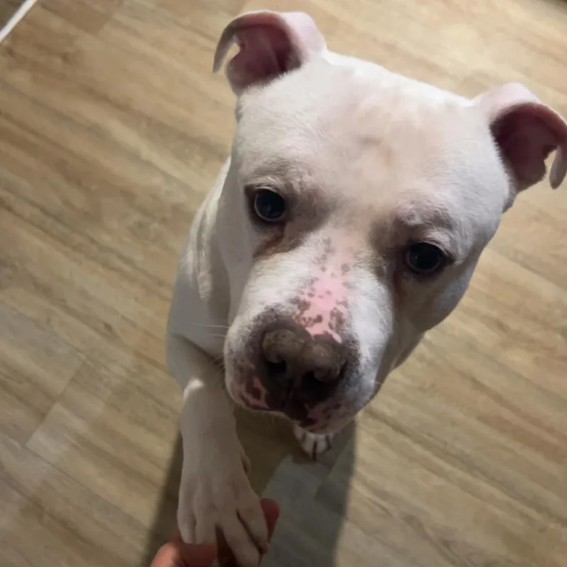 An adult small-sized male Pit Bull Terrier dog named Bubbles for adoption in Bristol, IN