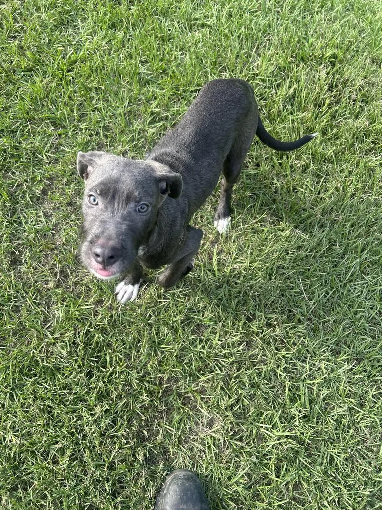 A baby medium-sized female Pit Bull Terrier dog named Cookie Dough for adoption in Rocky Mount, NC