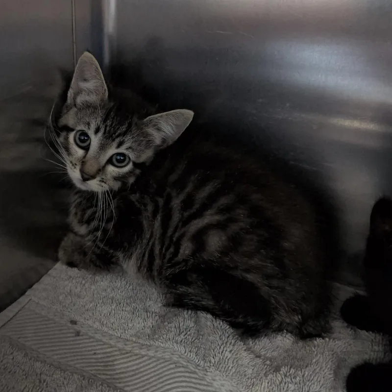 A baby small-sized female Domestic Short Hair cat named Piri for adoption in Independence, KS