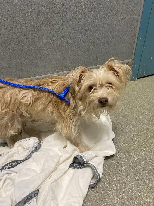 An adult small-sized male Terrier dog named Joey for adoption in Las Vegas, NV