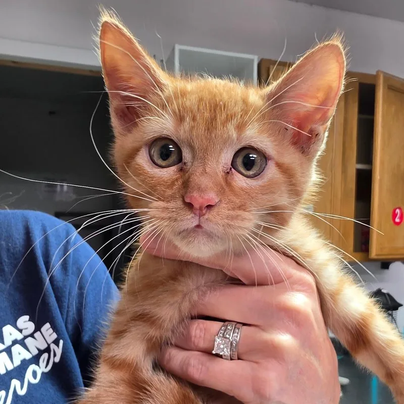 A baby small-sized female Orange / Red Domestic Short Hair cat named Cheeseburger for adoption in Leander, TX