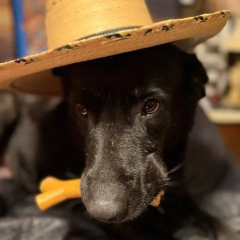 An adult large-sized female Black Labrador Retriever dog named Reba for adoption in Normal, IL