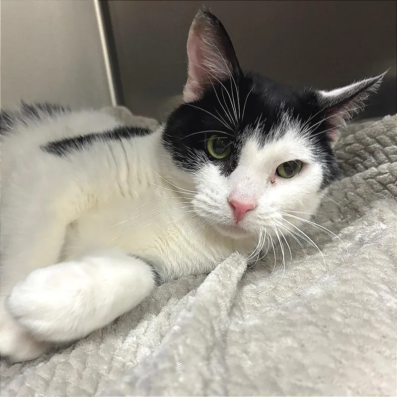 An adult medium-sized male Black Domestic Short Hair cat named Solo for adoption in East Hampton, NY