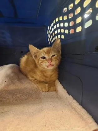 A baby small-sized male Domestic Short Hair cat named Cars Extended Warranty for adoption in Independence, MO