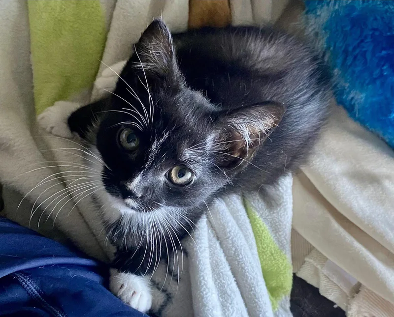 A baby medium-sized male Tuxedo cat named Tom for adoption in Versailles, KY