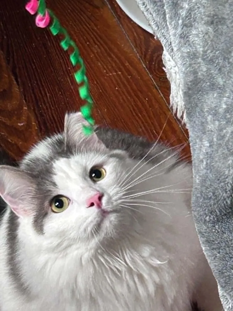 Buttercup thumbnail 2