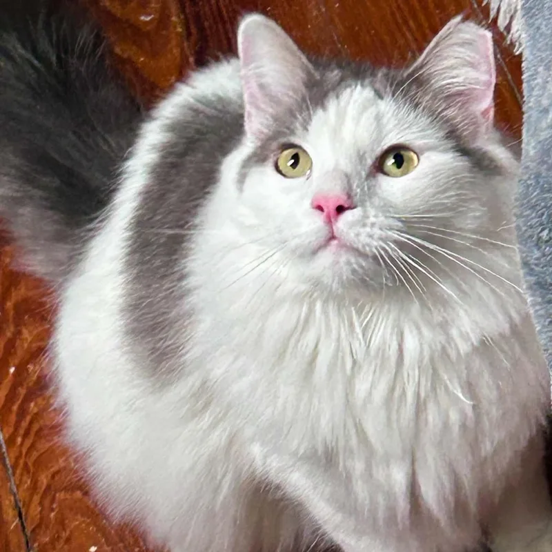 Buttercup thumbnail 5