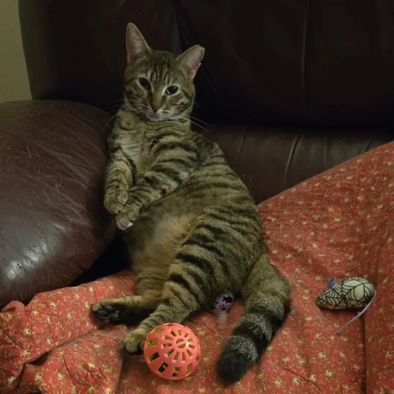 An adult medium-sized female Tabby (Brown / Chocolate) Domestic Short Hair cat named Ginny for adoption in jacksonville, FL