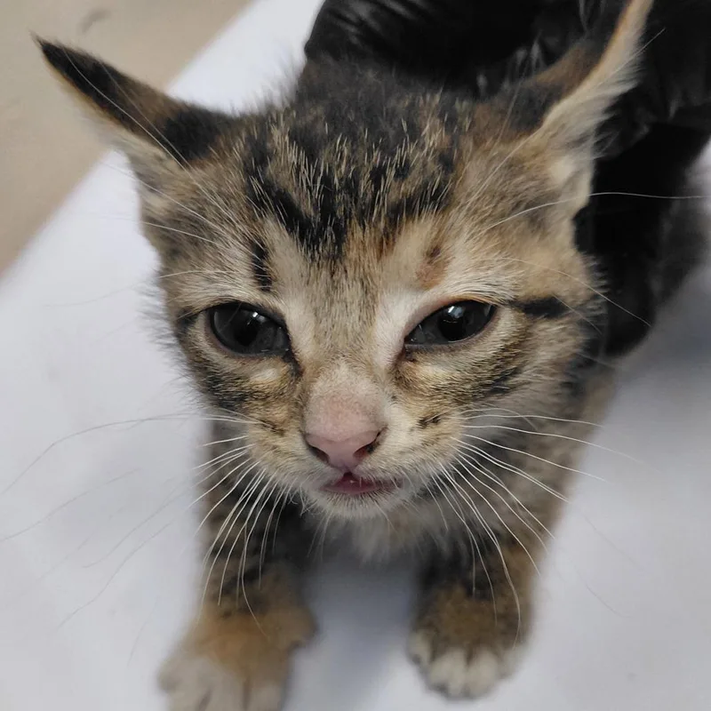 A baby small-sized female Brown / Chocolate Domestic Short Hair cat named Csasstray for adoption in Springtown, TX