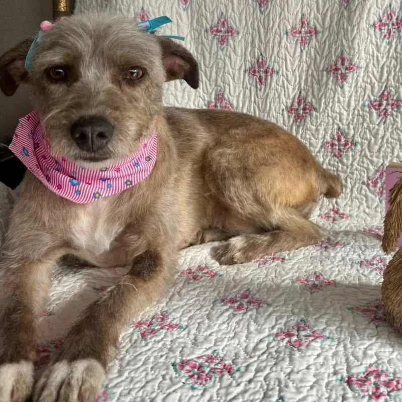An adult small-sized female Yellow / Tan / Blond / Fawn Wirehaired Terrier dog named Lolita for adoption in San Diego, CA