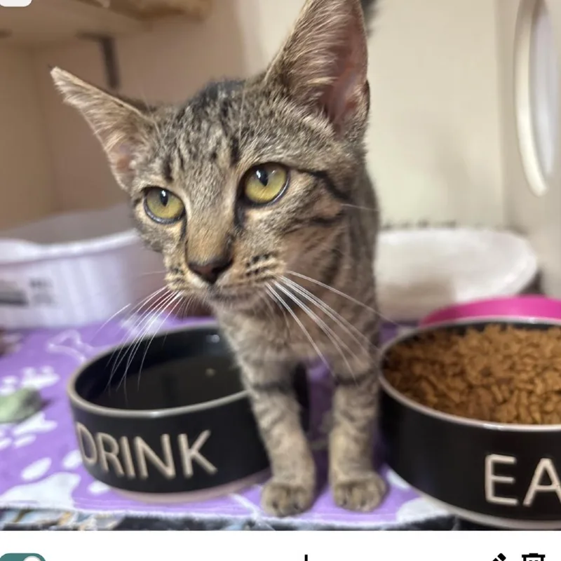 A baby small-sized female Brown / Chocolate Domestic Short Hair cat named Blueberry for adoption in Hinesville, GA