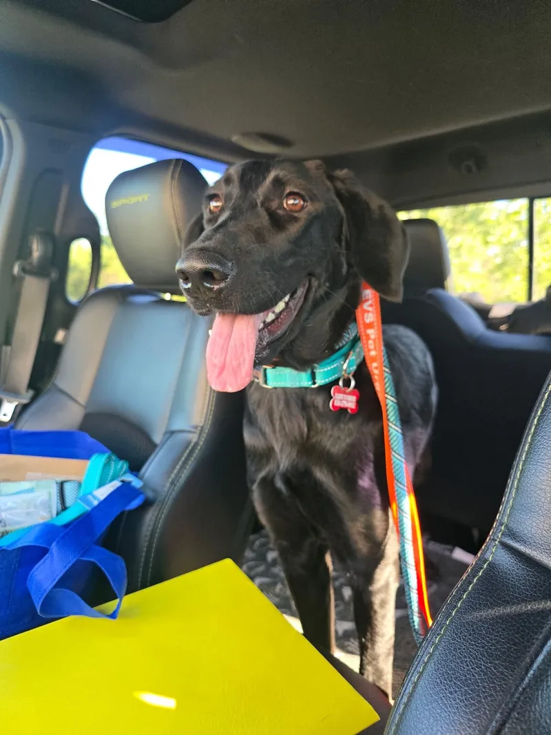 An adult large-sized female Black Labrador Retriever dog named Francine for adoption in Springville, NY