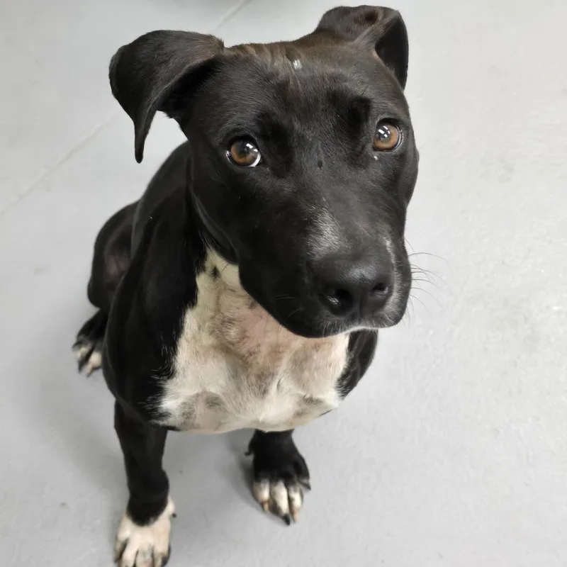 A young medium-sized female Black Mixed Breed dog named Zinnia for adoption in Columbus, GA