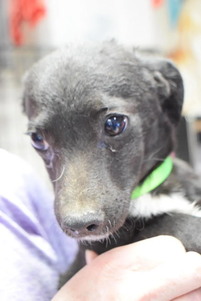 A young medium-sized male Chihuahua dog named Pedro for adoption in Pahrump, NV