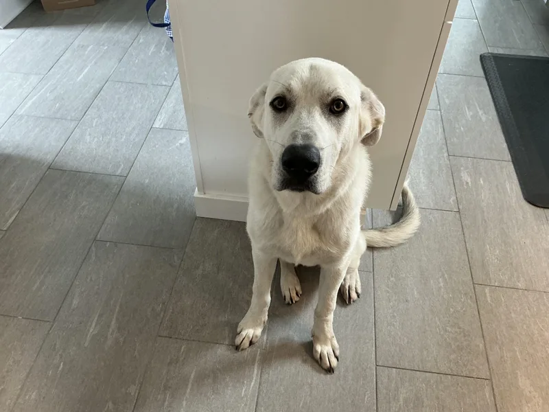 An adult large-sized male Great Pyrenees dog named Simon for adoption in Oceanport, NJ
