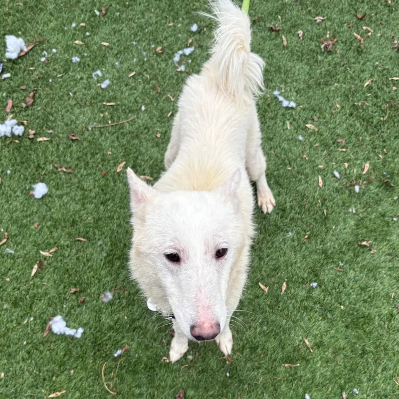 Snowball thumbnail 2