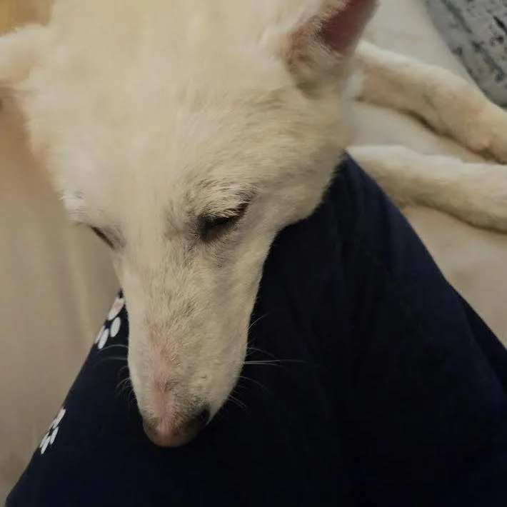 Snowball thumbnail 3